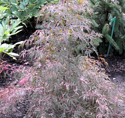 Acer palmatum ´Hana Matoi´