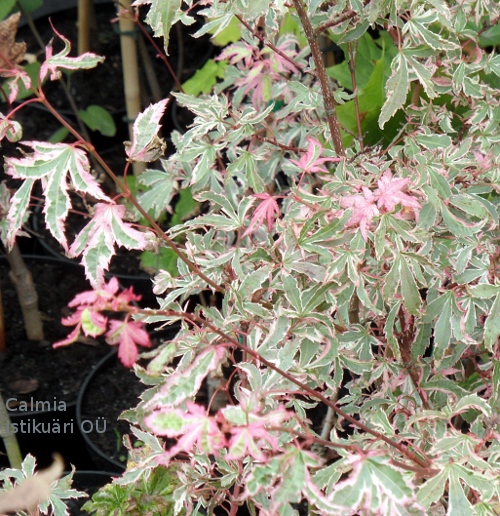 Acer palmatum ´Marlo´