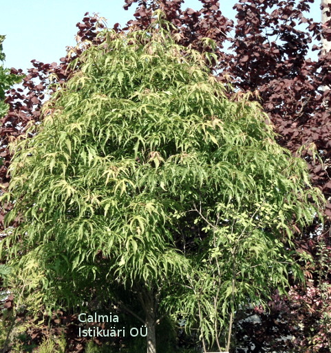 Acer platanoides Paldiski