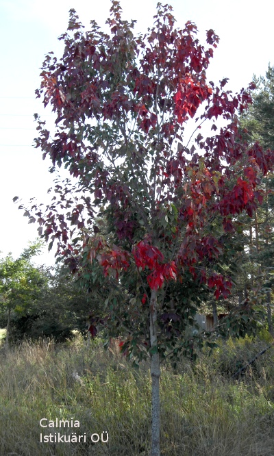 Acer rubrum