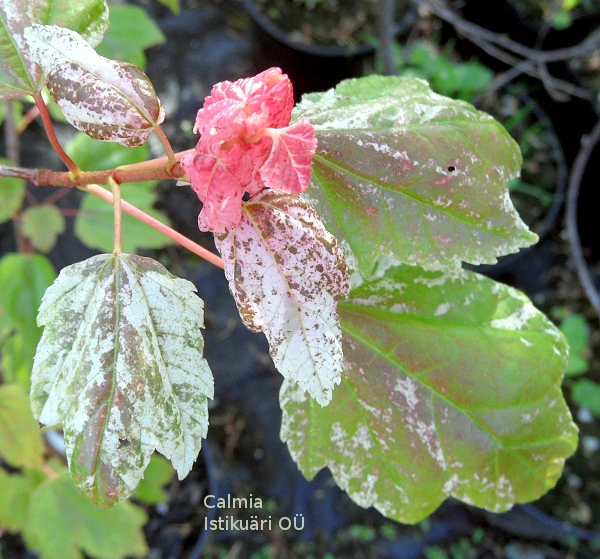 Acer rubrum ´Candy Ice´