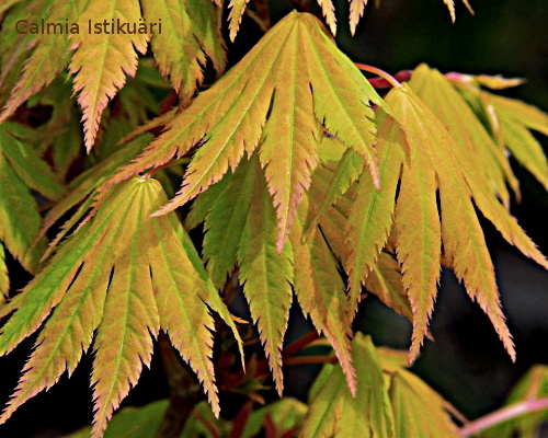 Acer shirasawum ´Jordan´