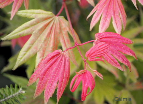 Acer shirasawanum ´Moonrise´