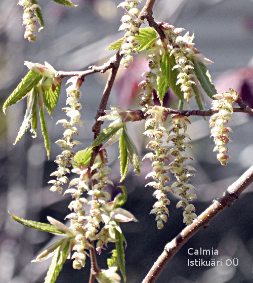 Carpinus betulus Pendula