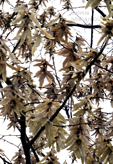 Carpinus betulus