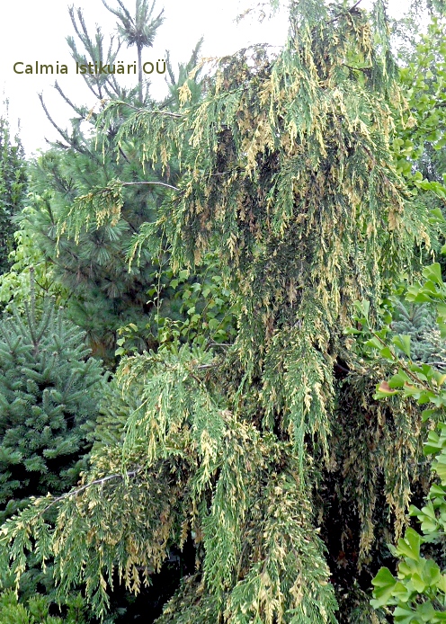 Chamaecyparis nootkatensis ´Gloria Polonika´
