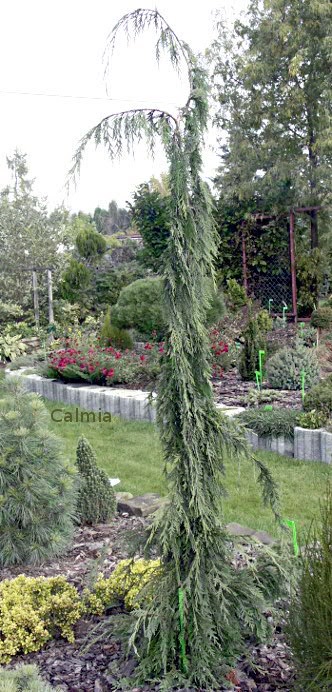 Chamaecyparis nootkatensis ´Strict Weeper´
