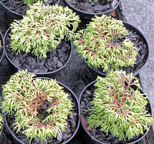Chamaecyparis obtusa ´Gitte´