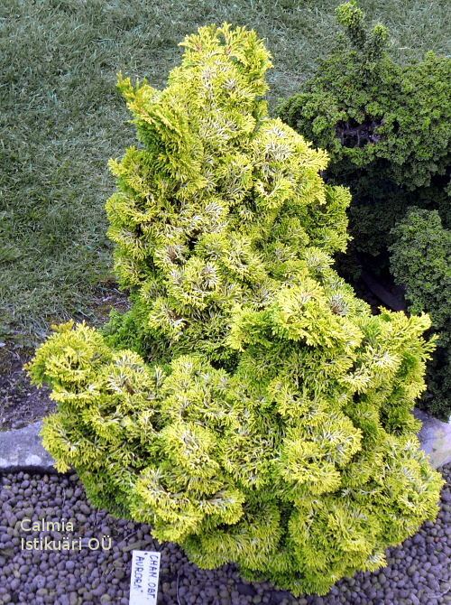 Chamaecyparis obtusa ´Aurora´