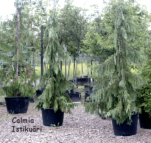 Chameacyparis nootkatensis 