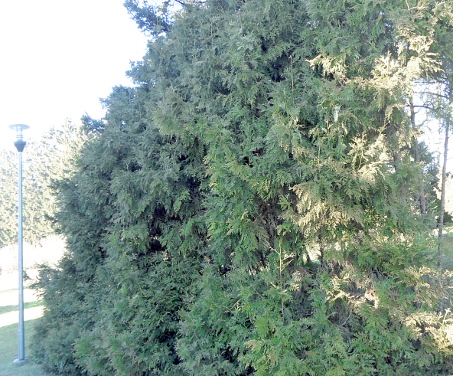 Thujopsis dolabrata
