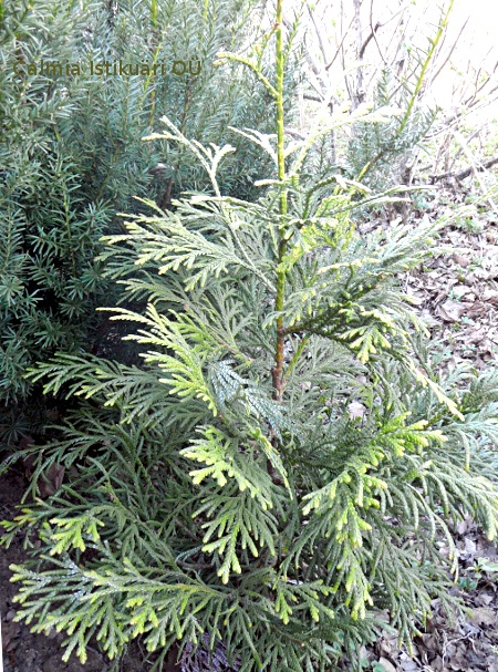Thujopsis dolabrata ´Aurea´