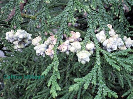 Thujopsis dolabrata cones