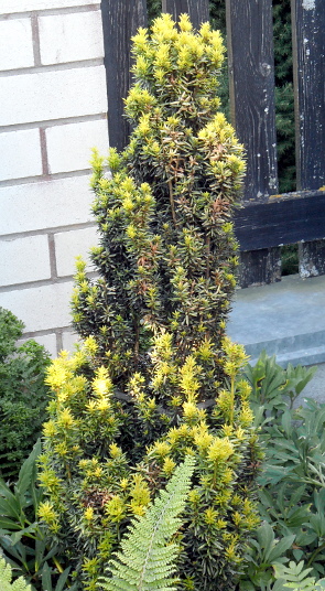 Taxus baccata ´David´