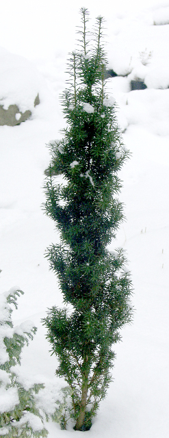 Taxus baccata ´Hicksii´