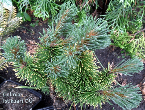 Pinus mugo ´Zundert´