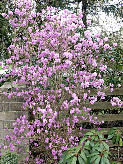 Rhododendron dauricum