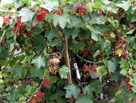 Ribes rubrum ´Rondom´