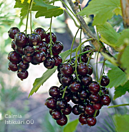 ribes ´Viksnes´
