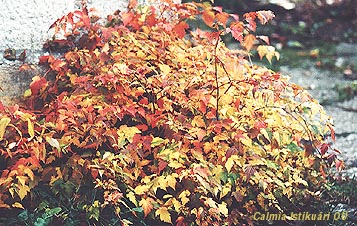Stephanandra incisa