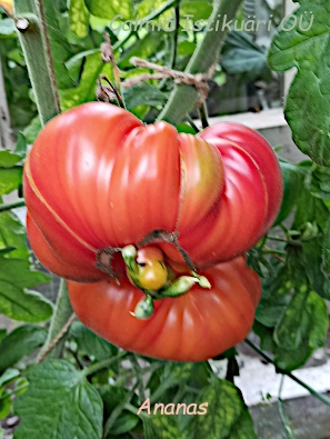 Tomat ´Ananas´