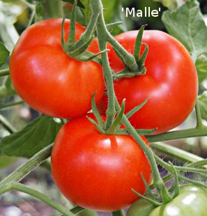 Malle