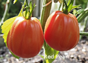 ´Red Pear´