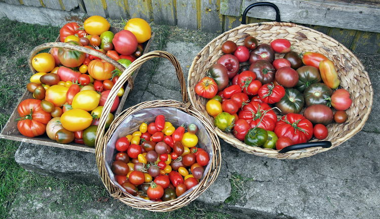 tomato