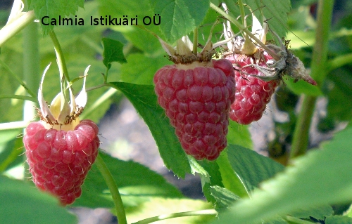 Rubus ´Polka´