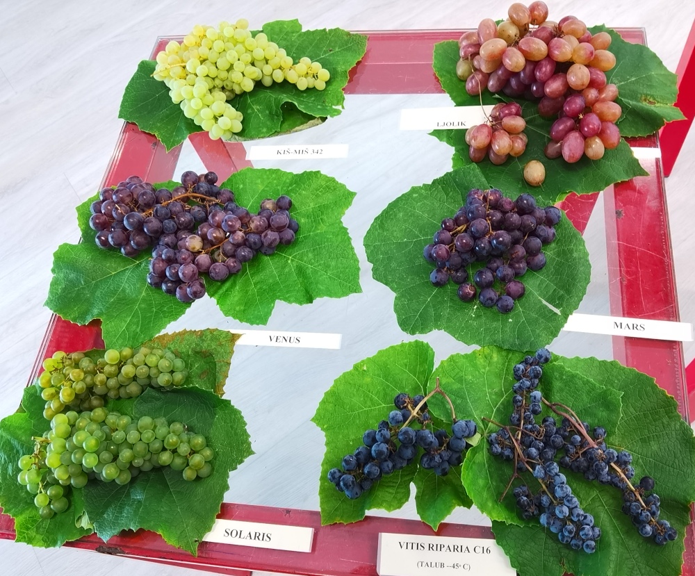Viti vinifera