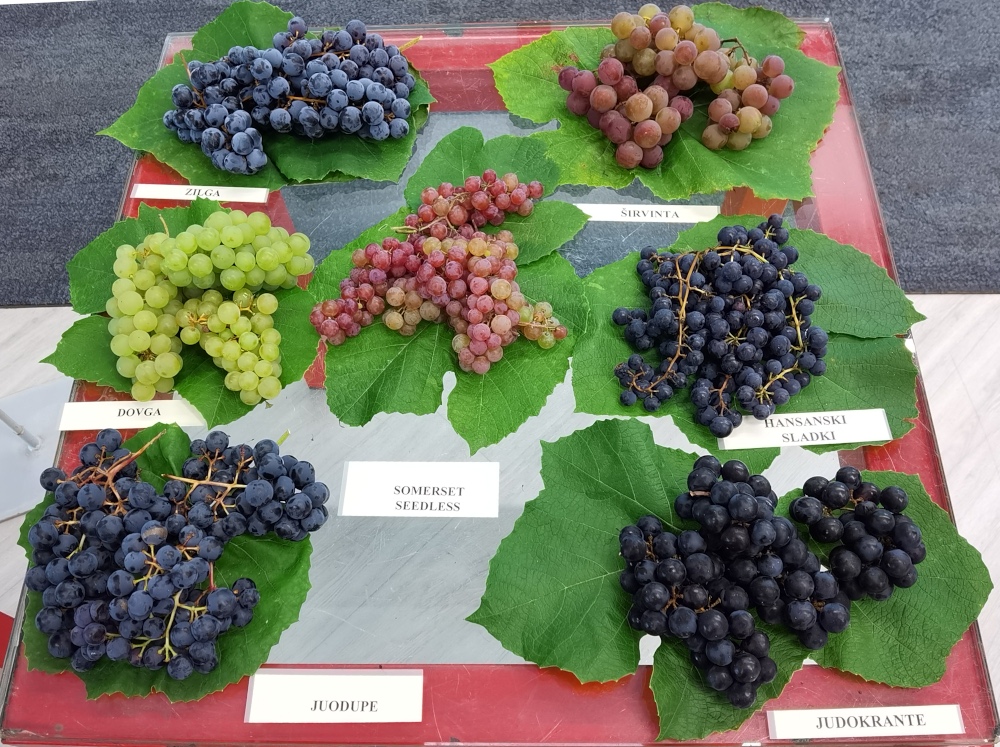 Vitis